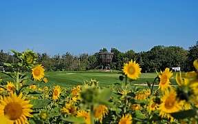 csm Sonnenblumen 2fc7d94fc4