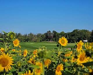 csm Sonnenblumen 2fc7d94fc4