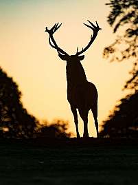 Ein Hirsch steht silhouettenhaft vor einem Sonnenuntergang.