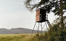 Ein Holzstand umgeben von Bäumen und Grün im Wald.