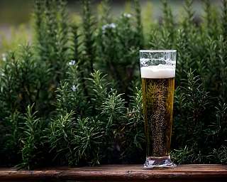 Ein Glas Bier steht vor einem Hintergrund aus grünen Pflanzen.